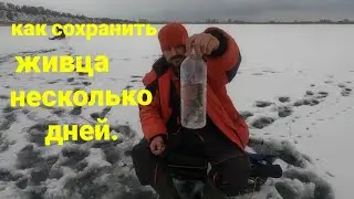 Как сохранить живца несколько дней.Зимняя рыбалка.