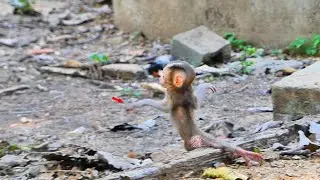 Wow...Action baby monkey Sacky like fly to mom Sahsa.