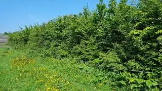 Requested hedge update