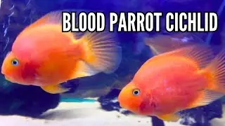 How to Keep Blood Parrot Cichlids (Care Guide)