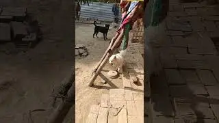 Dog attacked by chicken 😂 funny animal video. #funnyanimals