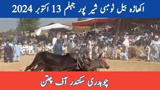 Chaudhry Sakander Of Chittan | Akhara Bail Tombi Shairpur Jhelum 13 October 2024