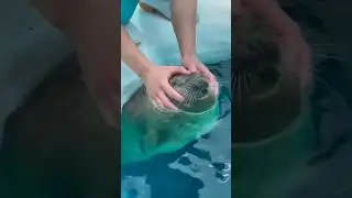 Шедевр 