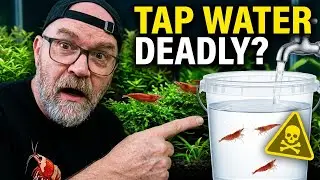 Don't Use Hot Water! Aging Tap Water for Shrimp