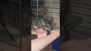 Обманюємо шиншилку 😁🙈