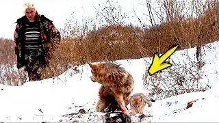 The wolf fell into a trap. When he saw who was lying under it, the forester rushed to help!