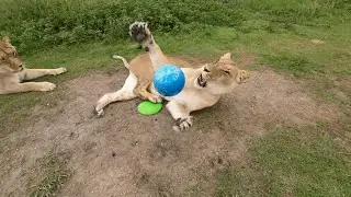 Потому, что нельзя быть на свете ленивой такой)