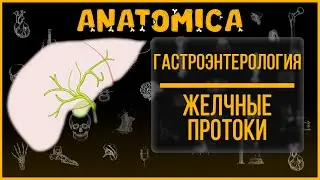 Желчные протоки анатомия / Общий печеночный проток / Пузырный проток / Холедох / Гастроэнтерология