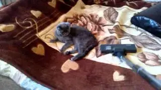 Кот и пылесос видео