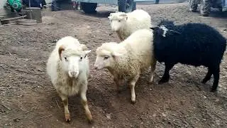 бараны бодаются