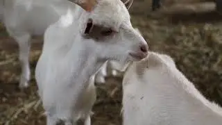 eski günler ve ilerki günler