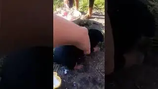Ягтерьер неделя