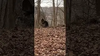 Ohio River Turkeys 