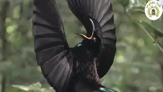 شاهد اجمل طيور العالم سبحان الله | birds of paradise