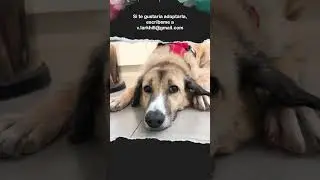 Perro supera el trauma y encuentra la felicidad tras ser rescatado