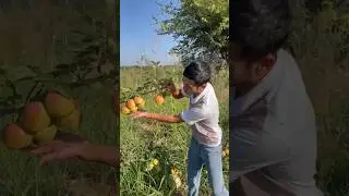 LIMONKA NOK KOʻCHATLARI KUZ MAVSUMIGA TAYOR HOLATDA 🔥🔥 #uzbekistan #rec #fruit #fruitcultivation