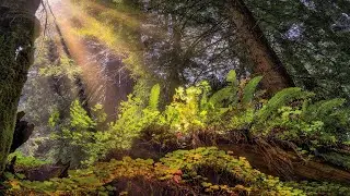 Camping Adventure at Prairie Creek Redwoods National Park