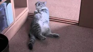 Котик утром просит завтрак