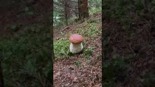 Funghi porcini /Boletus edulis mushrooms - Masterpieces of nature