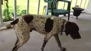 Squirrel Watch