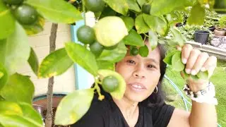 Live Q & A with AusPhil Adventures Episode 1