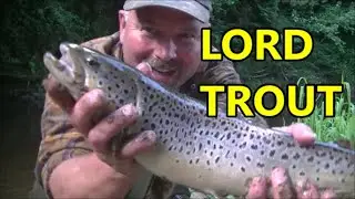 Lord Trout on a Mayfly in the River Derwent (County Durham)