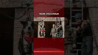 #собака #милота #мило