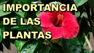 RAZONES IMPORTANTES  Para Cuidar Las Plantas