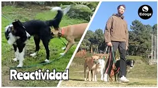 REACTIVIDAD HACIA PERROS Rehabilitación - Border collie Bruno - (PARTE 1)