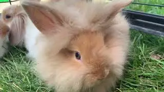 July Lionhead baby bunnies