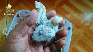 cara meloloh anakan cindil lovebird yang baru panen || BAMIS LOVEBIRD farm