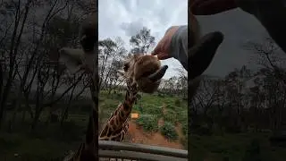 Flying to KENYA to touch a Giraffe