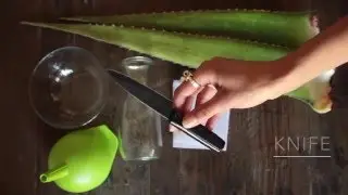 DIY How to Make All-Natural Aloe Vera Shampoo
