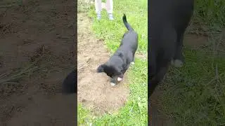 Собака-копака. #headsandtails #жизньвтурции #политика