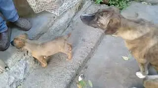 Cute little pup/Sibling Stray pups eating raw meat/playing/biting/Brown pup barks at White pup usa