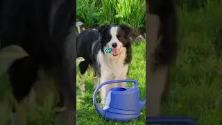 3 Smart and Easy To Train Dog Breeds #shortsfeed