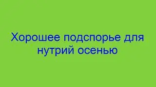 Хорошее подспорье для нутрий осенью