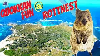 Rottnest Island, Quokkan good Fun