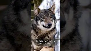 Wild wolf pack dynamics are often different from what most people think! 
