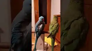 У Рикки хорошее настроение - показала хвост и крыло 🦜🥰🦜