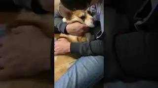 Ох уж эти кошки 😢 #корги #corgi #corgilove #вельшкорги #коргипемброк #вельшкоргипемброк #corgilife
