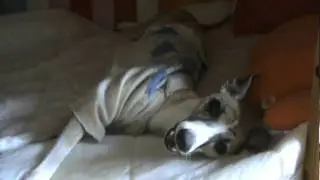 Уиппет, которого достали