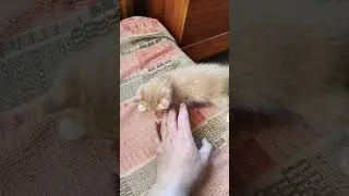 Пушистые бандиты...