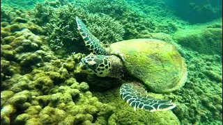 Pigeon Island | Trincomalee Sri lanaka | Snorkeling