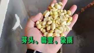 AMD deep learning sorting/sortex machine - four categories of peeled peanuts are selected at once