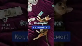 Это видеоблог. Кот, который смог.