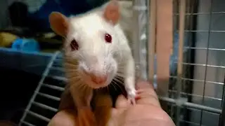 My Rats Saying Hello :)