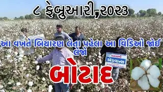 જે કપાસની ગામે-ગામ ચર્ચા છે તે " એડવાન્સ " કપાસ વિષે. Dhanlaxmi advance cotton