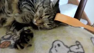 Scratching my relaxed cat with a stick