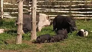 VID 20190929 102021